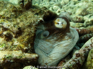 Octopus ducking into its pipe-den after traversing the reef. by J. Daniel Horovatin 